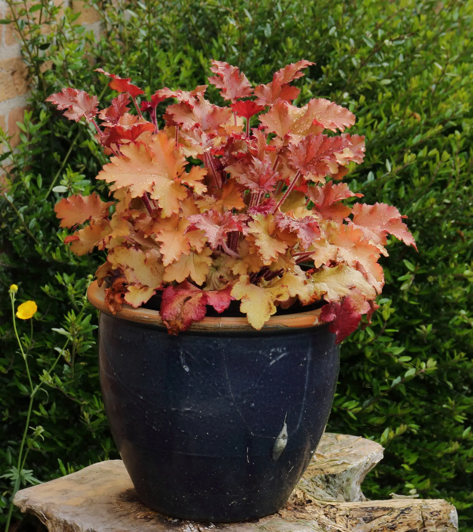 Marmalade Alum Root (Heuchera 'Marmalade') — Low-maintenance and drought-tolerant
