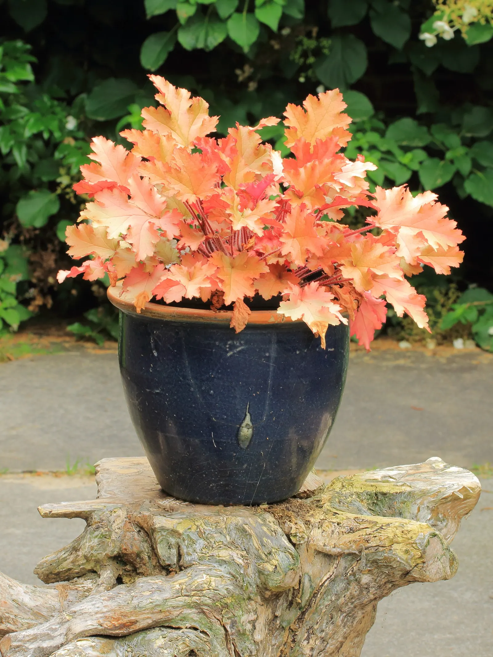 Marmalade Alum Root (Heuchera 'Marmalade') — commonly referred to as the Marmalade Alum Root