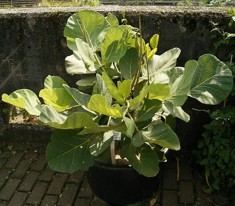 Natal Coral Tree (Erythrina Humeana) — scientifically named Erythrina humeana