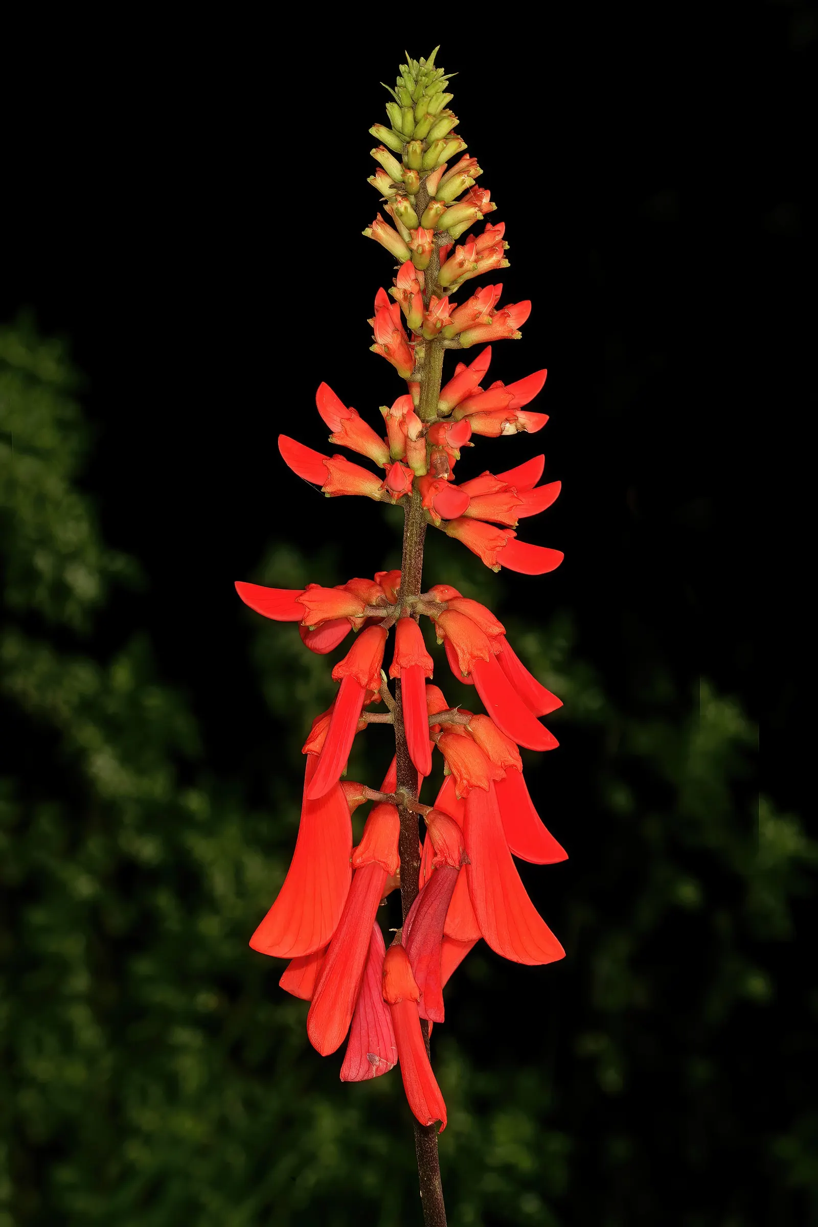 Natal Coral Tree (Erythrina Humeana) — red flowers in the garden