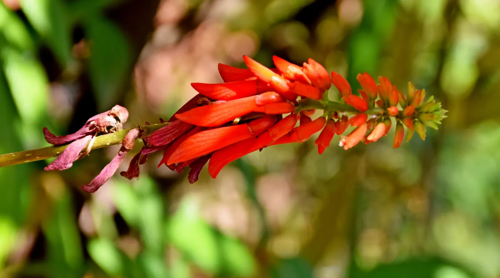 Natal Coral Tree (Erythrina Humeana) — ensuring a brilliant floral display