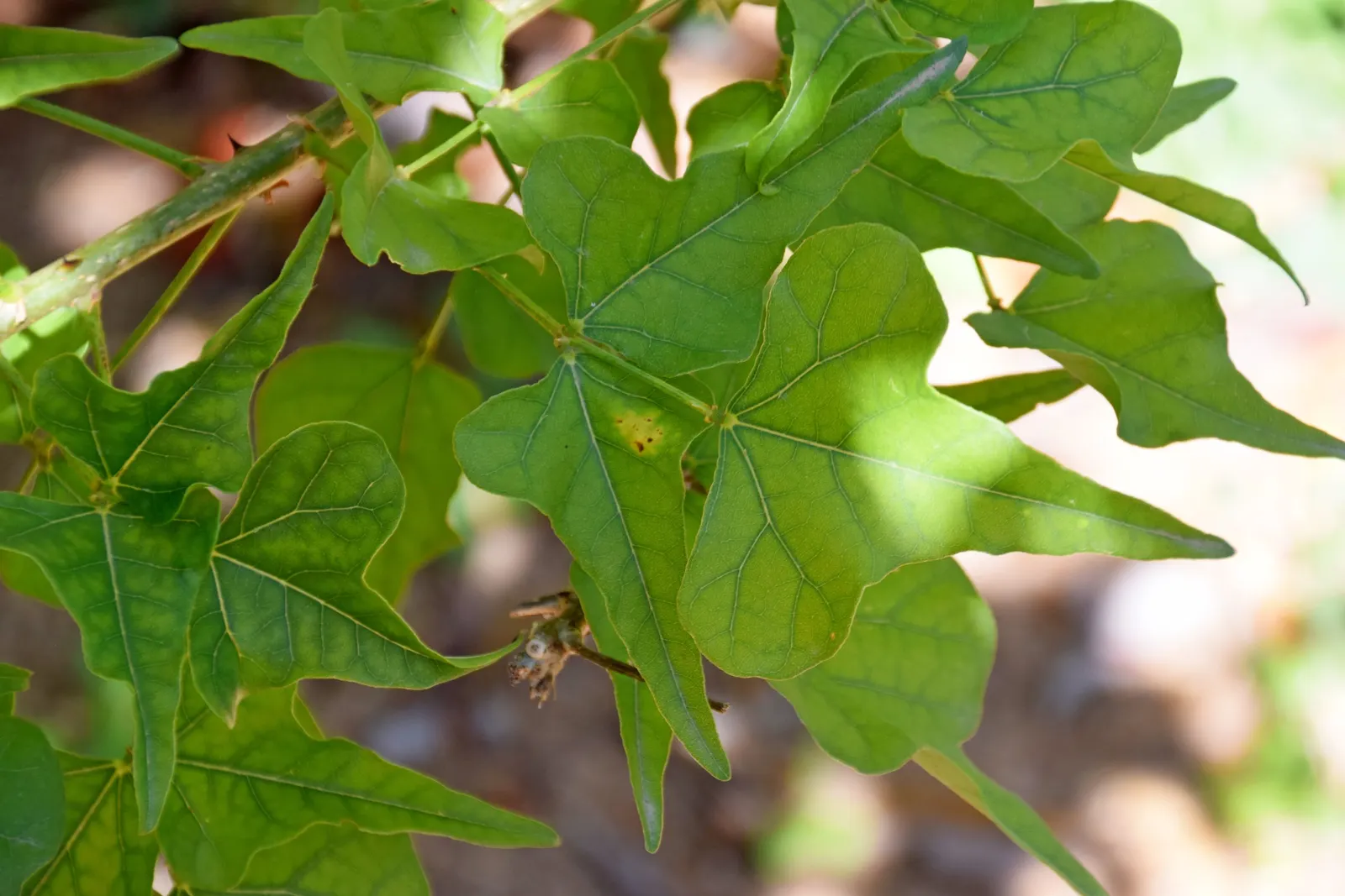 Natal Coral Tree (Erythrina Humeana) — tree for full; making them a suitable choice for water-wise landscapes
