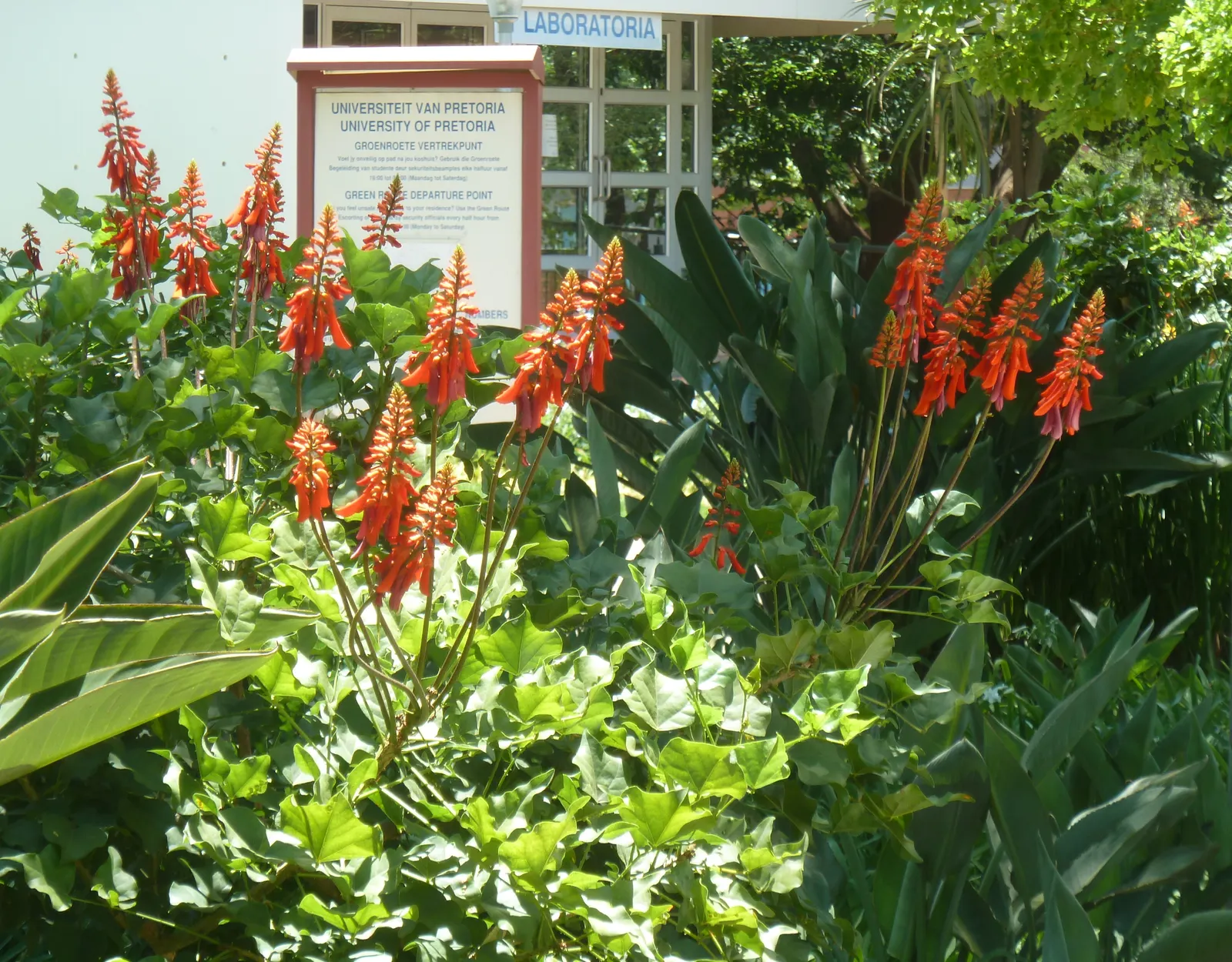 Natal Coral Tree (Erythrina Humeana) — scientifically named Erythrina humeana; its striking, scarlet-red blooms appear in summer, resembling coral with their