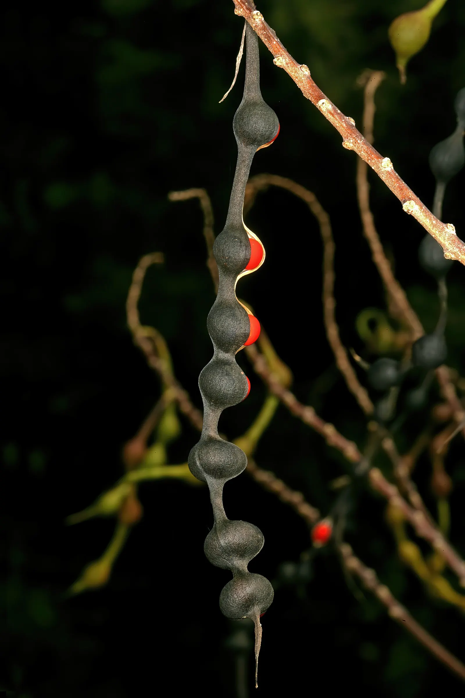 Natal Coral Tree (Erythrina Humeana) — An indigenous gem to South Africa; including hummingbirds and butterflies