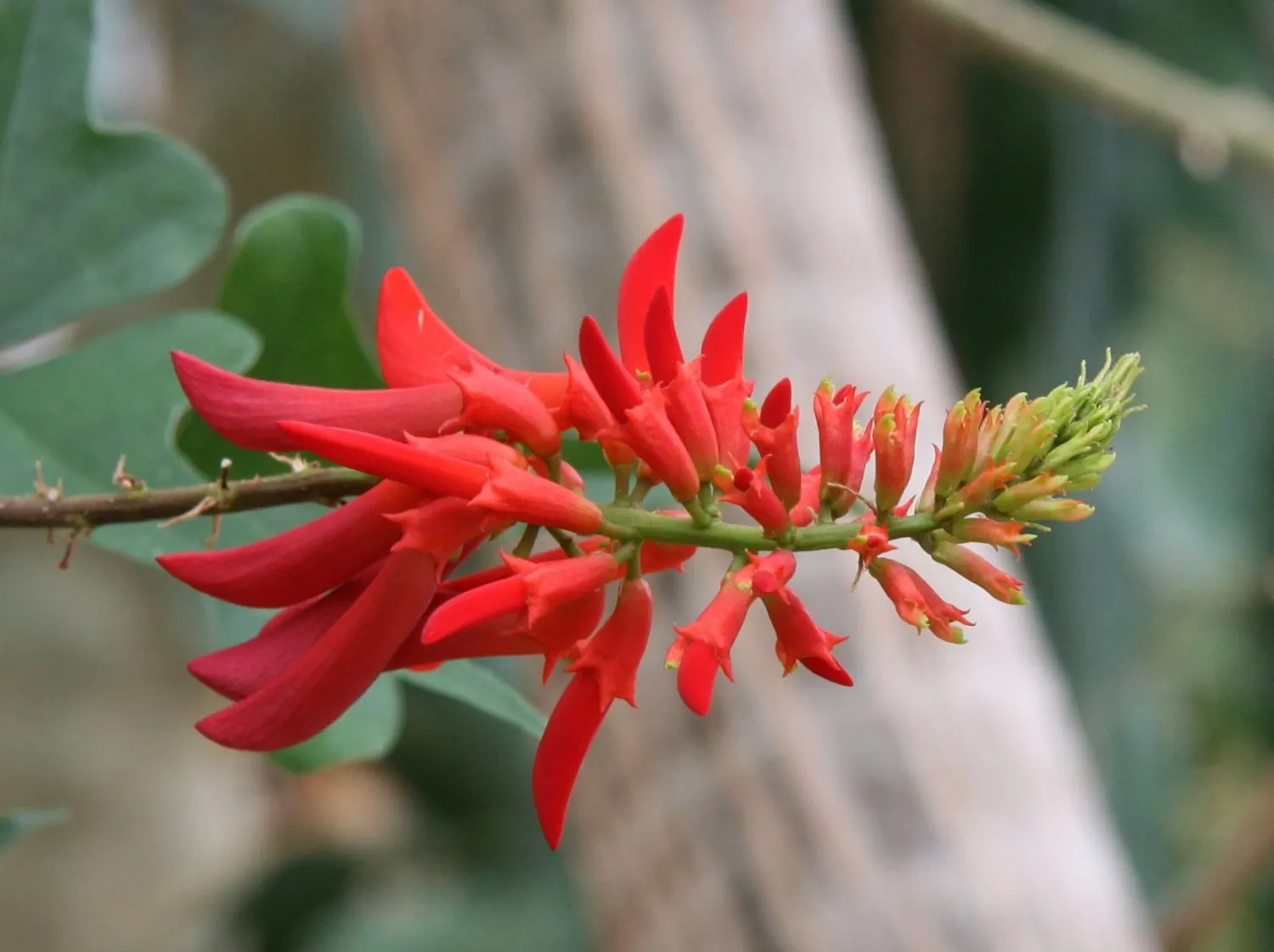 Natal Coral Tree (Erythrina Humeana) — Drought-tolerant, it requires minimal watering once established