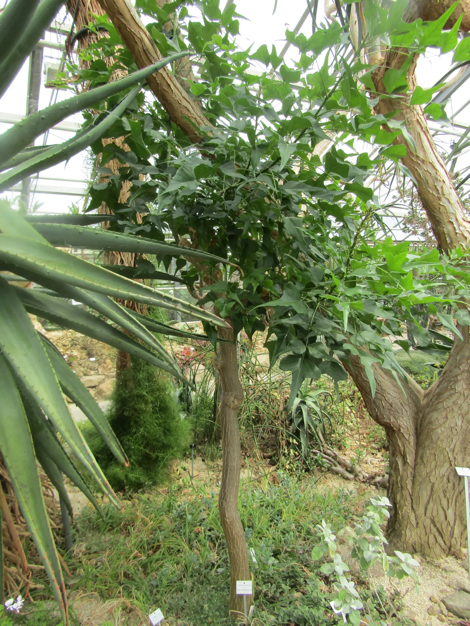 Natal Coral Tree (Erythrina Humeana) — Adaptable to USDA zones 9-11, it enjoys full sun and well-draining soil