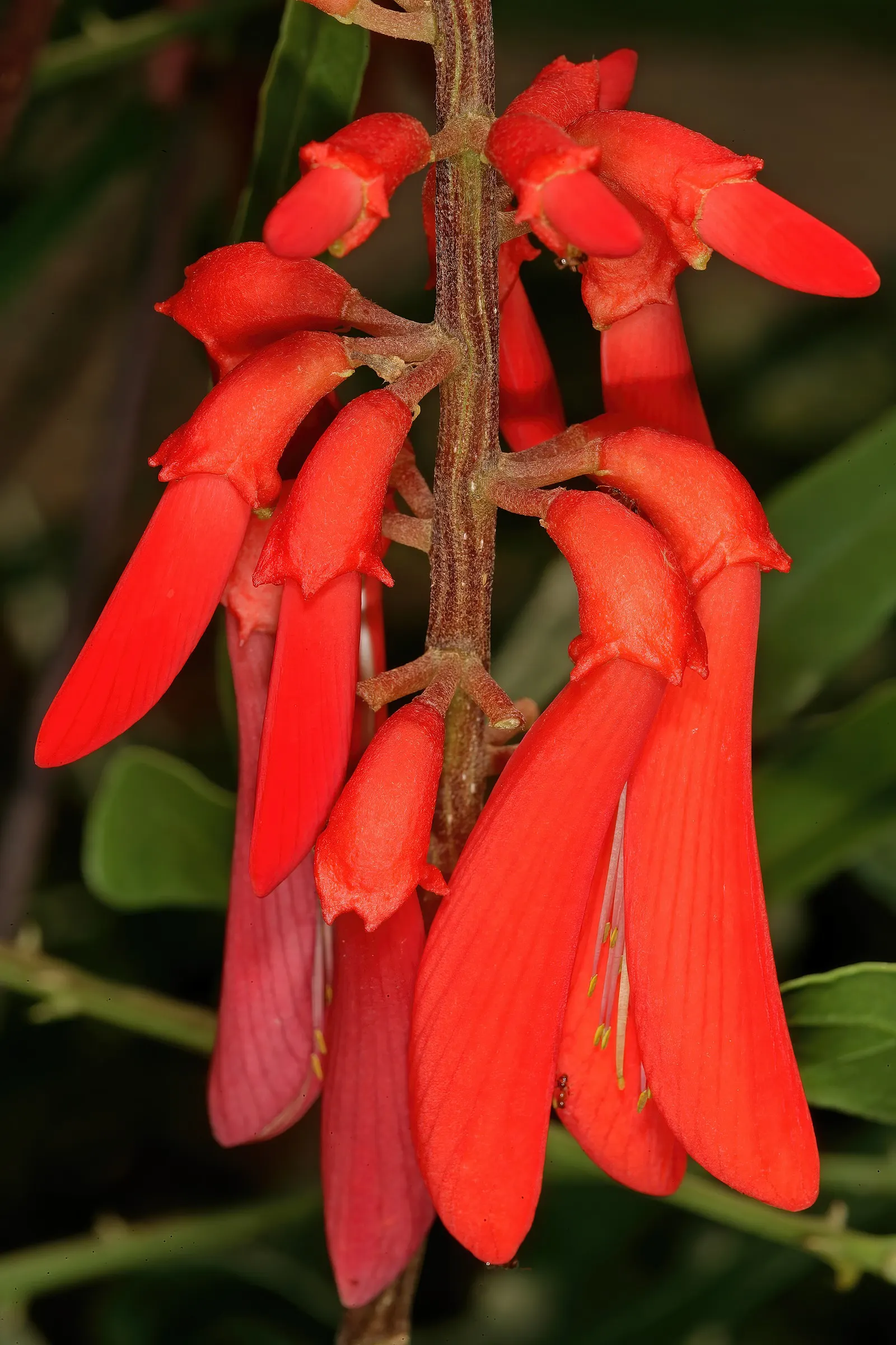 Natal Coral Tree (Erythrina Humeana) — With its moderate growth rate, it serves as a beautiful focal point in any garden
