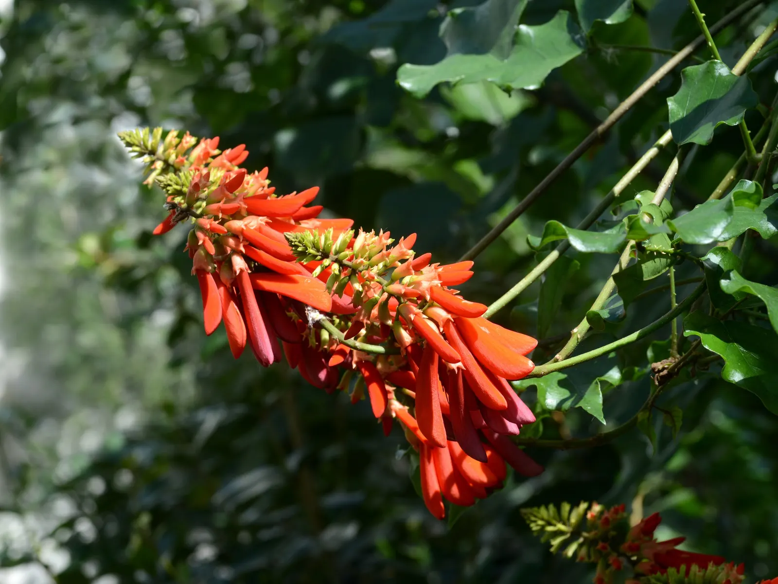Natal Coral Tree (Erythrina Humeana) — ensuring a brilliant floral display; drought-tolerant, it requires minimal watering once established