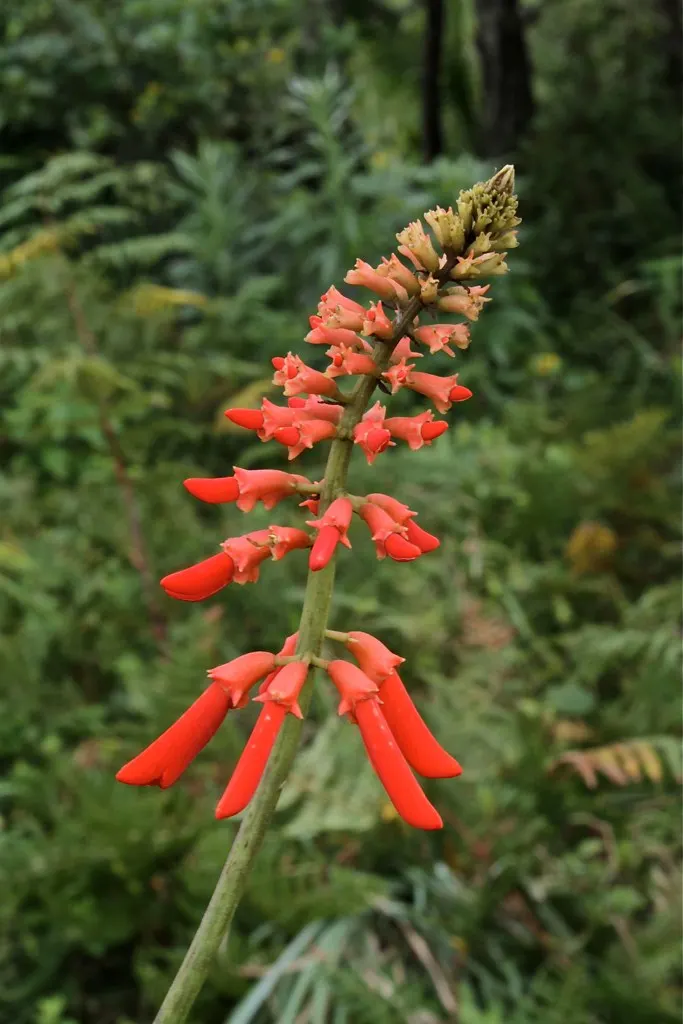 Natal Coral Tree (Erythrina Humeana) — tree for full