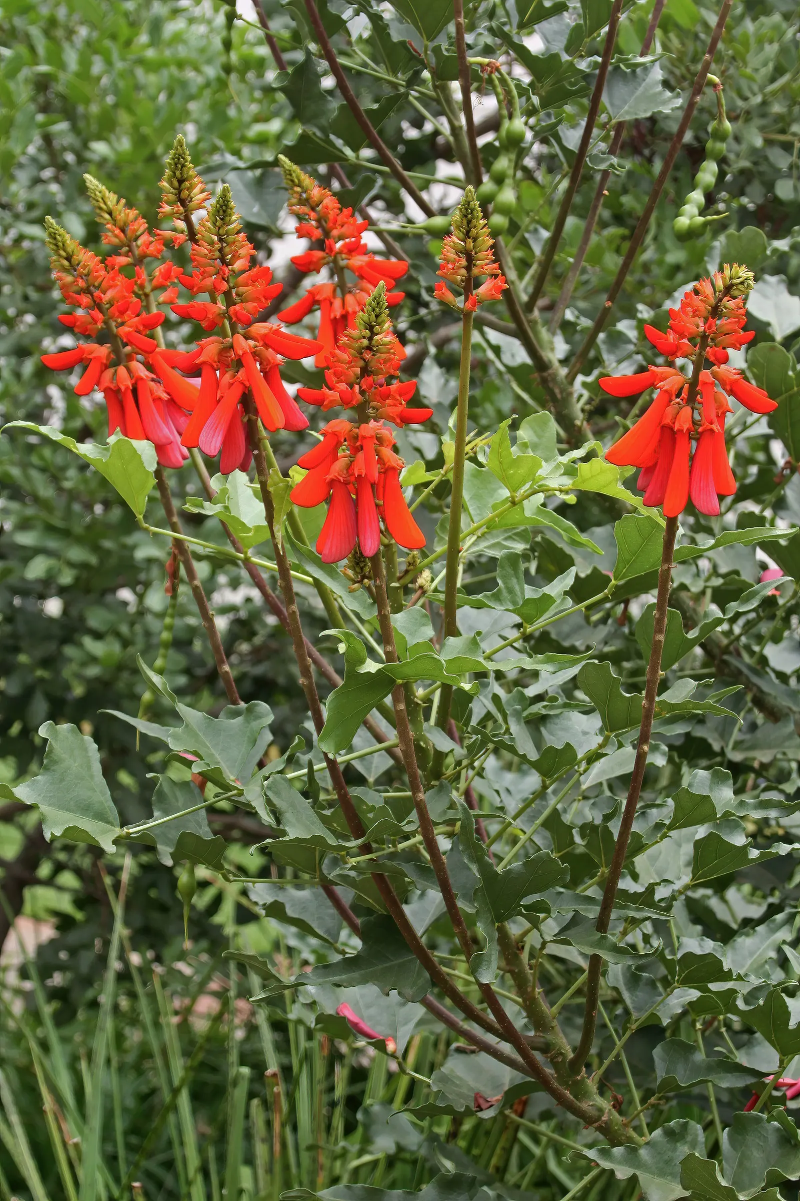Natal Coral Tree (Erythrina Humeana) — The Natal Coral Tree (Erythrina humeana) is a vibrant, deciduous shrub reaching heights of 6-10 feet; with its moderate
