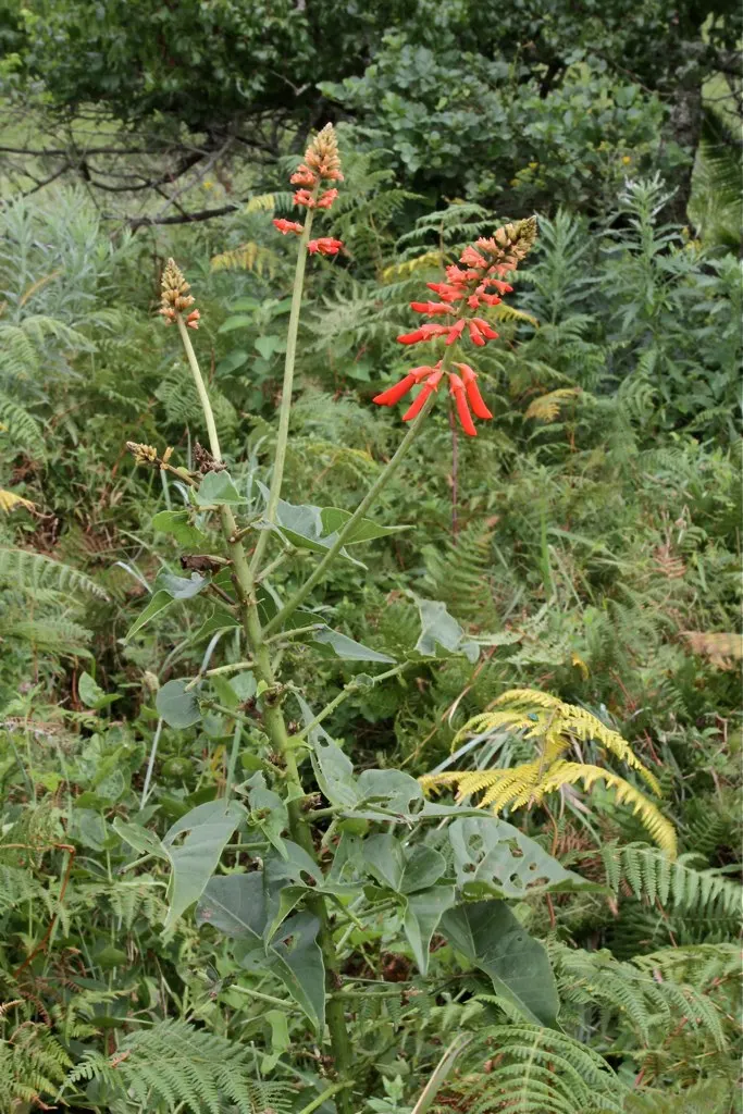 Natal Coral Tree (Erythrina Humeana) — making them a suitable choice for water-wise landscapes