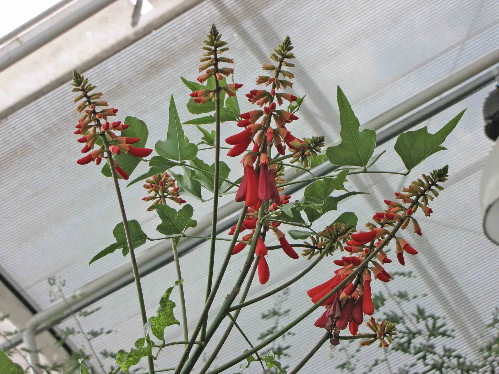 Natal Coral Tree (Erythrina Humeana) — Its striking, scarlet-red blooms appear in summer, resembling coral with their tubular shape
