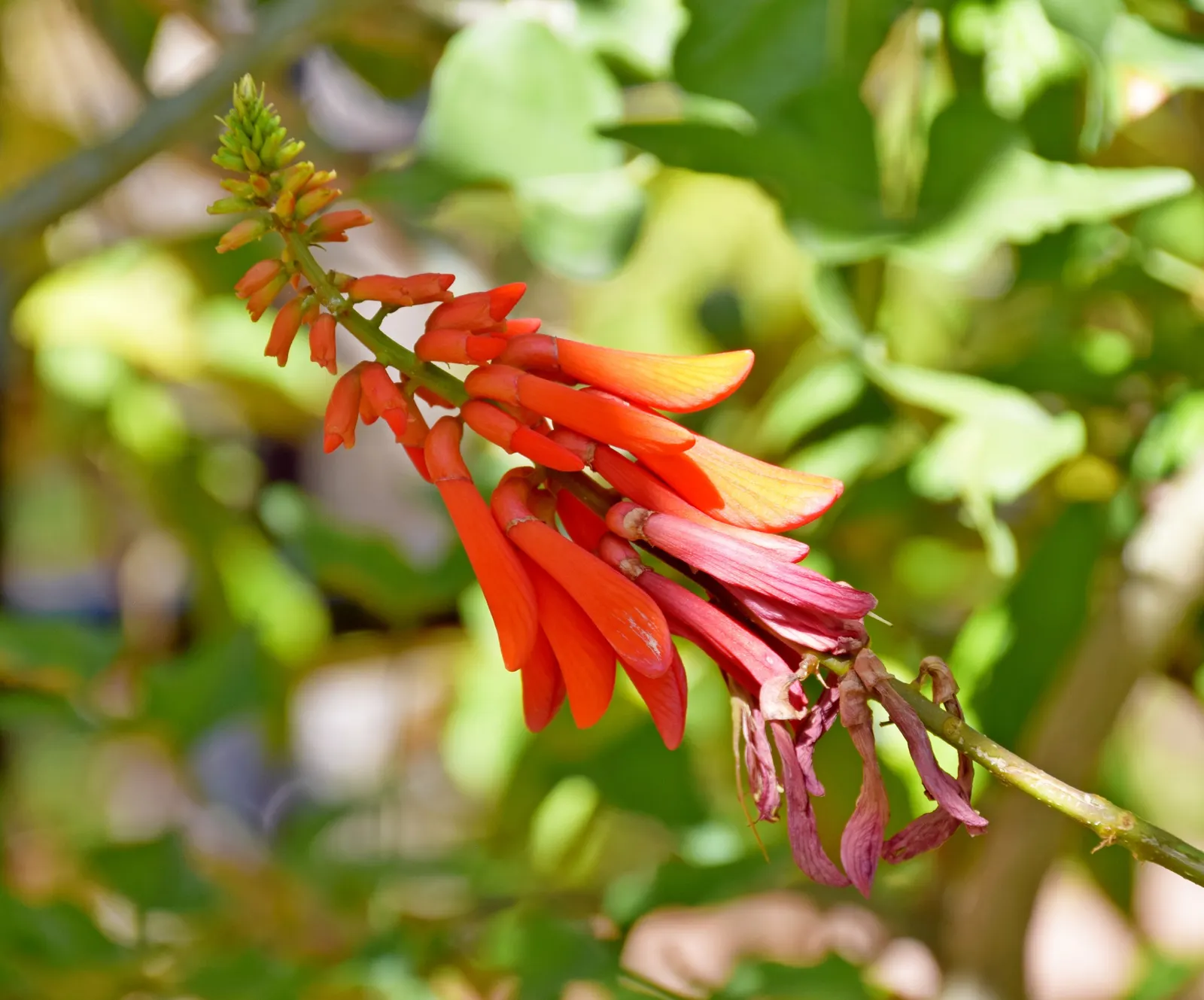 Natal Coral Tree (Erythrina Humeana) — with a comparable canopy spread