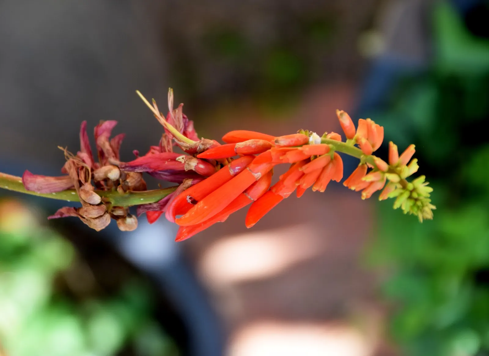 Natal Coral Tree (Erythrina Humeana) — These trees are relatively drought tolerant once established; resembling coral sea structures