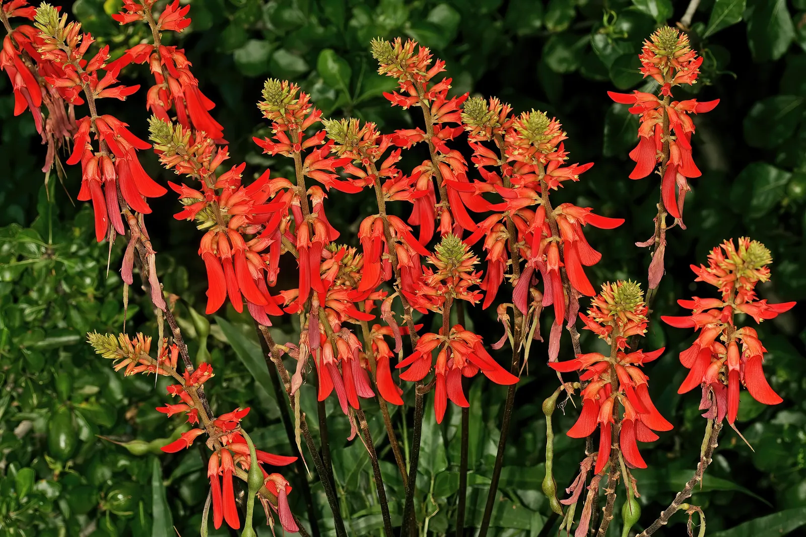 Natal Coral Tree (Erythrina Humeana) — is a captivating specimen renowned for its prowess in adding vibrant splashes of color to any landscape
