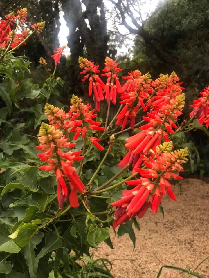 Natal Coral Tree (Erythrina Humeana) — that burst into bloom during summer and fall; scientifically named Erythrina humeana