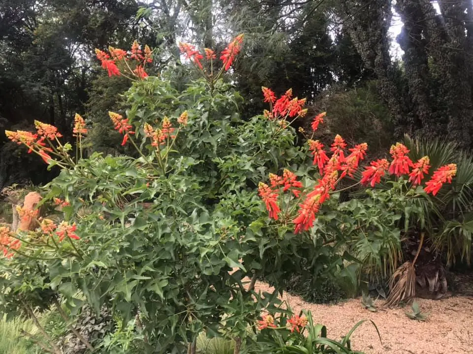 Natal Coral Tree (Erythrina Humeana) — These tubular blooms not only provide a visual feast but also attract an array of pollinators; that burst into bloom