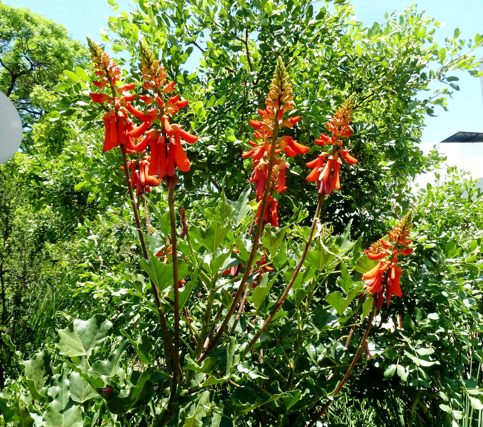 Natal Coral Tree (Erythrina Humeana) — making them a suitable choice for water-wise landscapes; red flowers in the garden