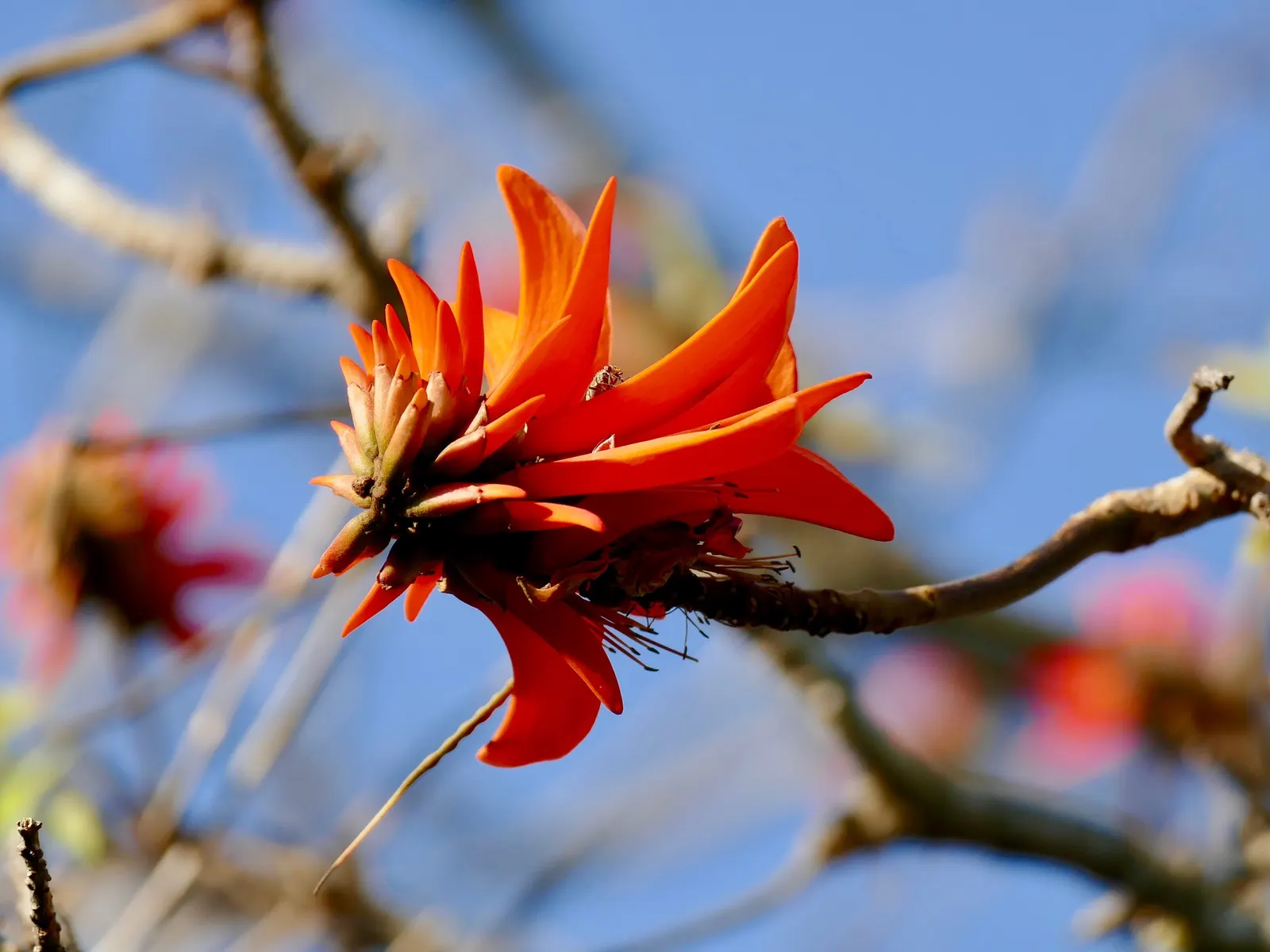 Natal Coral Tree (Erythrina Humeana) — including hummingbirds and butterflies; tree with red blooms
