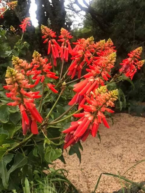 Natal Coral Tree (Erythrina Humeana) — tree with red blooms; its most striking feature is the stunning scarlet flowers