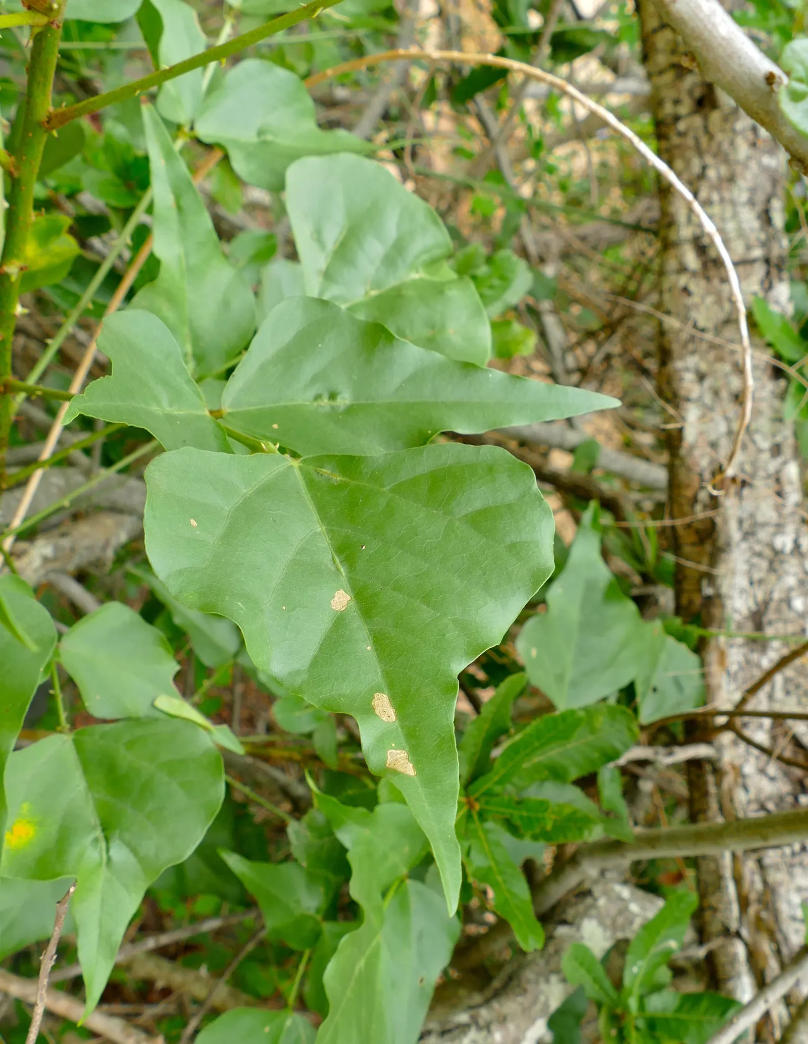Natal Coral Tree (Erythrina Humeana) — Regular pruning maintains its compact shape