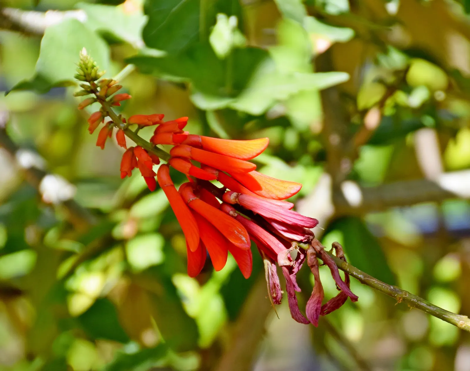 Natal Coral Tree (Erythrina Humeana) — its most striking feature is the stunning scarlet flowers; these tubular blooms not only provide a visual feast but also