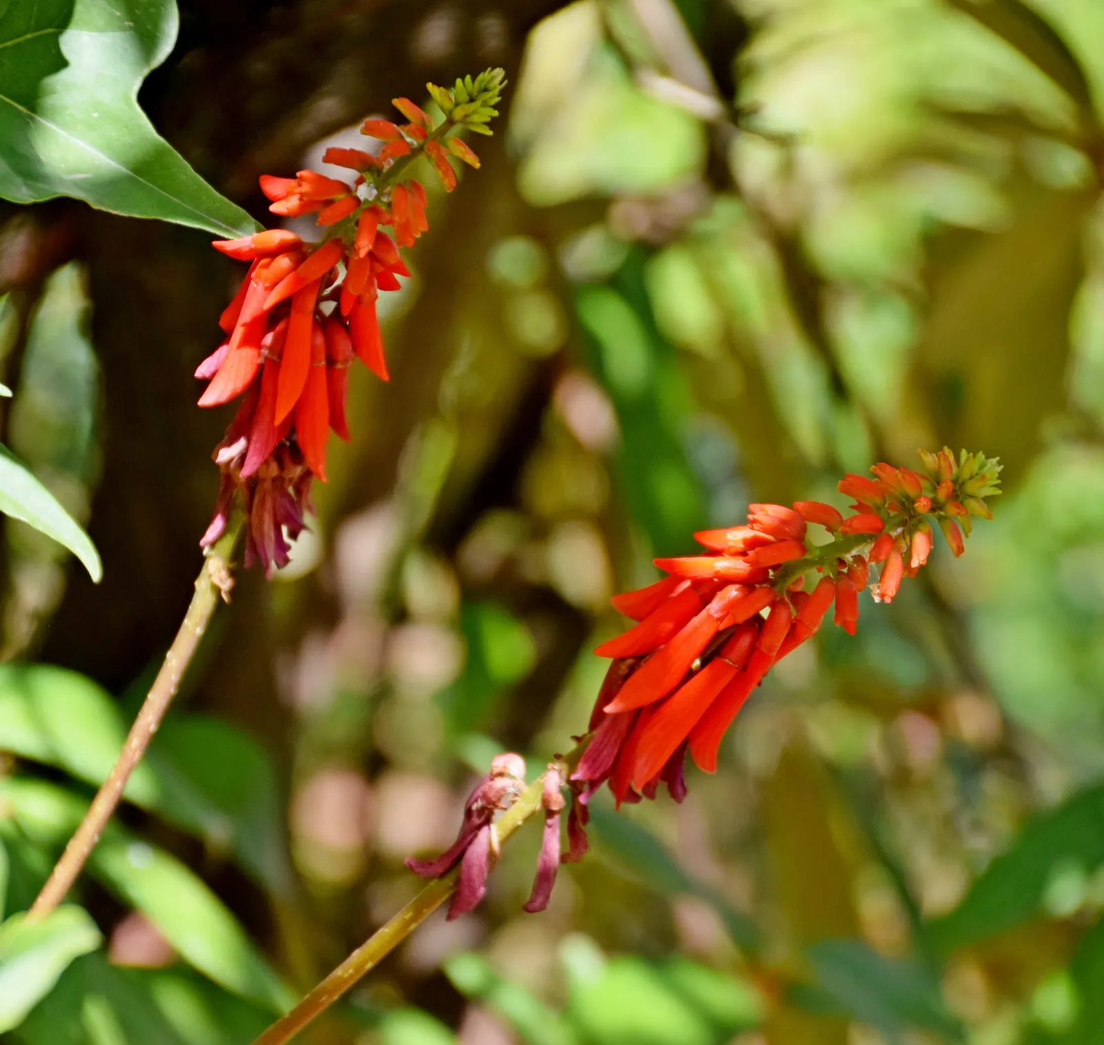 Natal Coral Tree (Erythrina Humeana) — An indigenous gem to South Africa