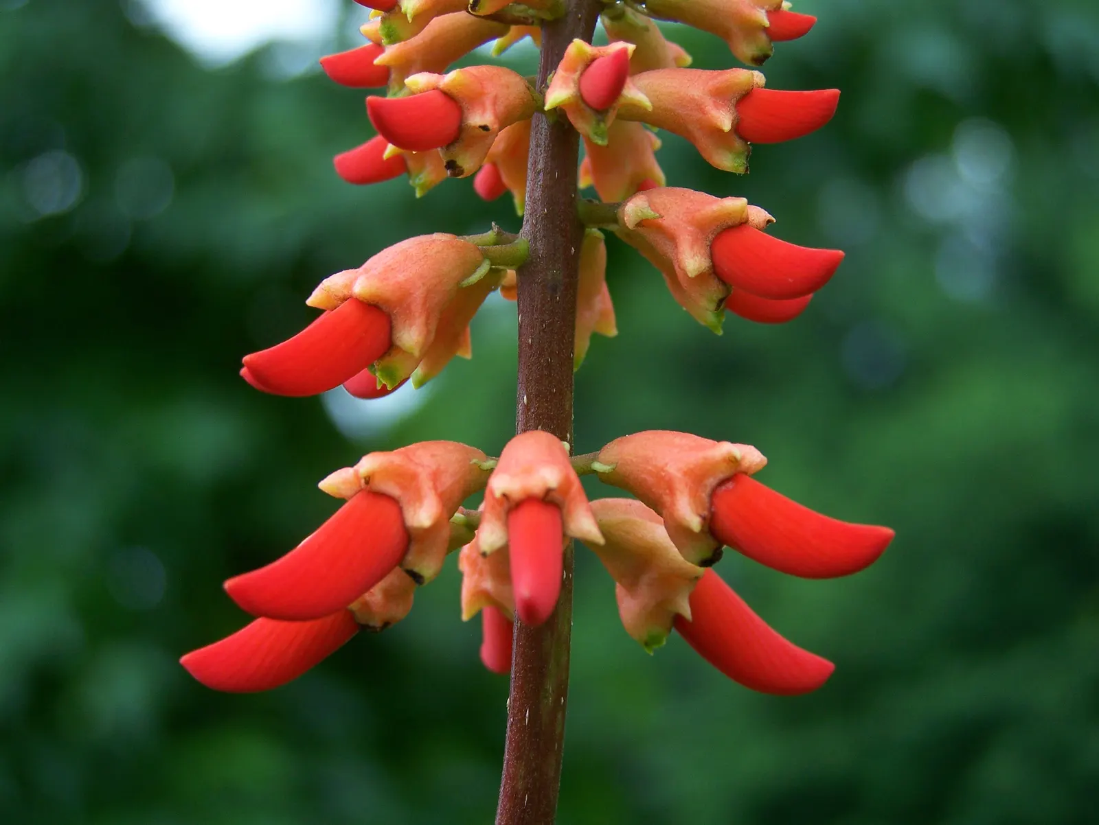 Natal Coral Tree (Erythrina Humeana) — The Natal Coral Tree (Erythrina humeana) is a vibrant, deciduous shrub reaching heights of 6-10 feet