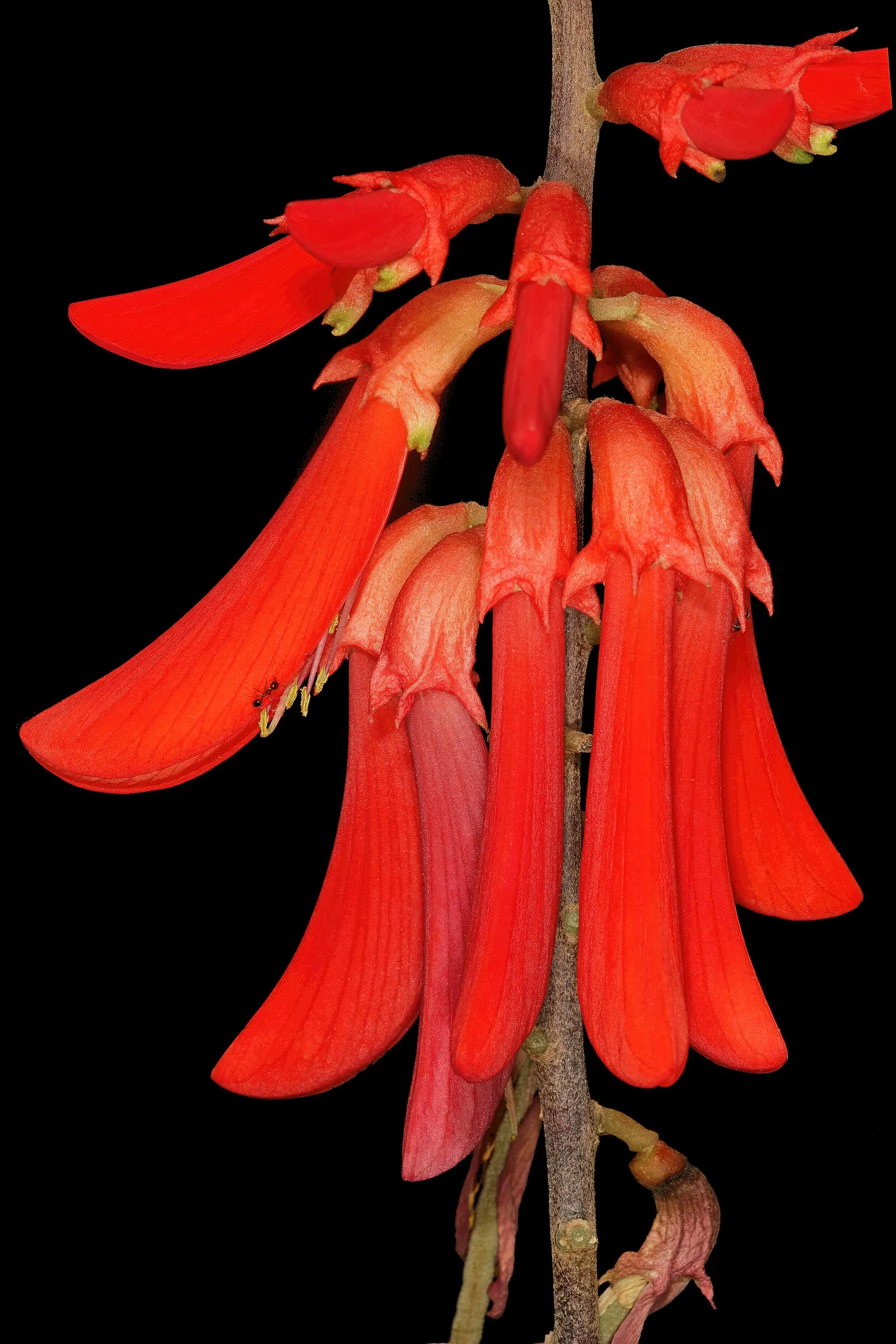 Natal Coral Tree (Erythrina Humeana) — These trees are relatively drought tolerant once established