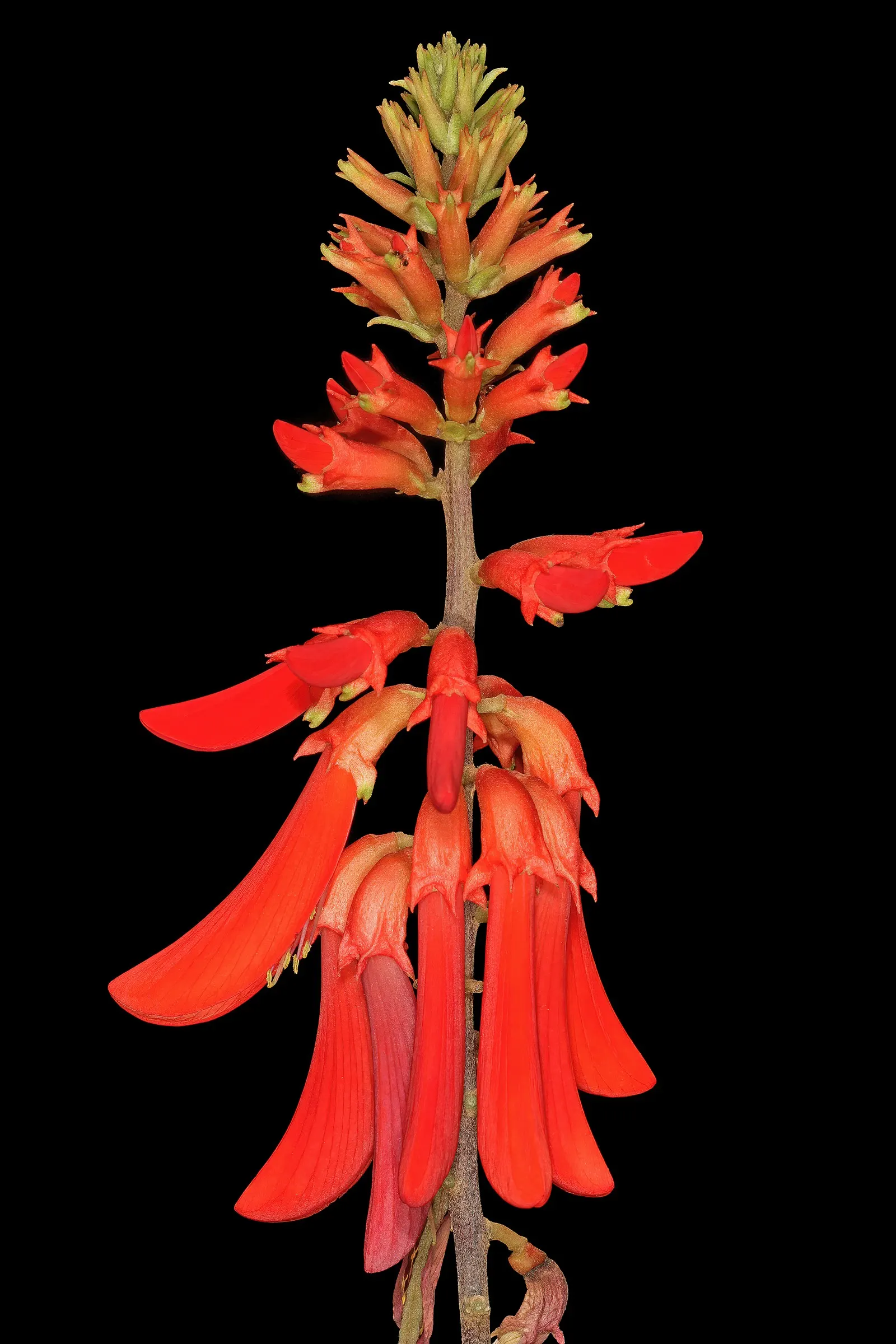 Natal Coral Tree (Erythrina Humeana) — Drought-tolerant, it requires minimal watering once established; ensuring a brilliant floral display