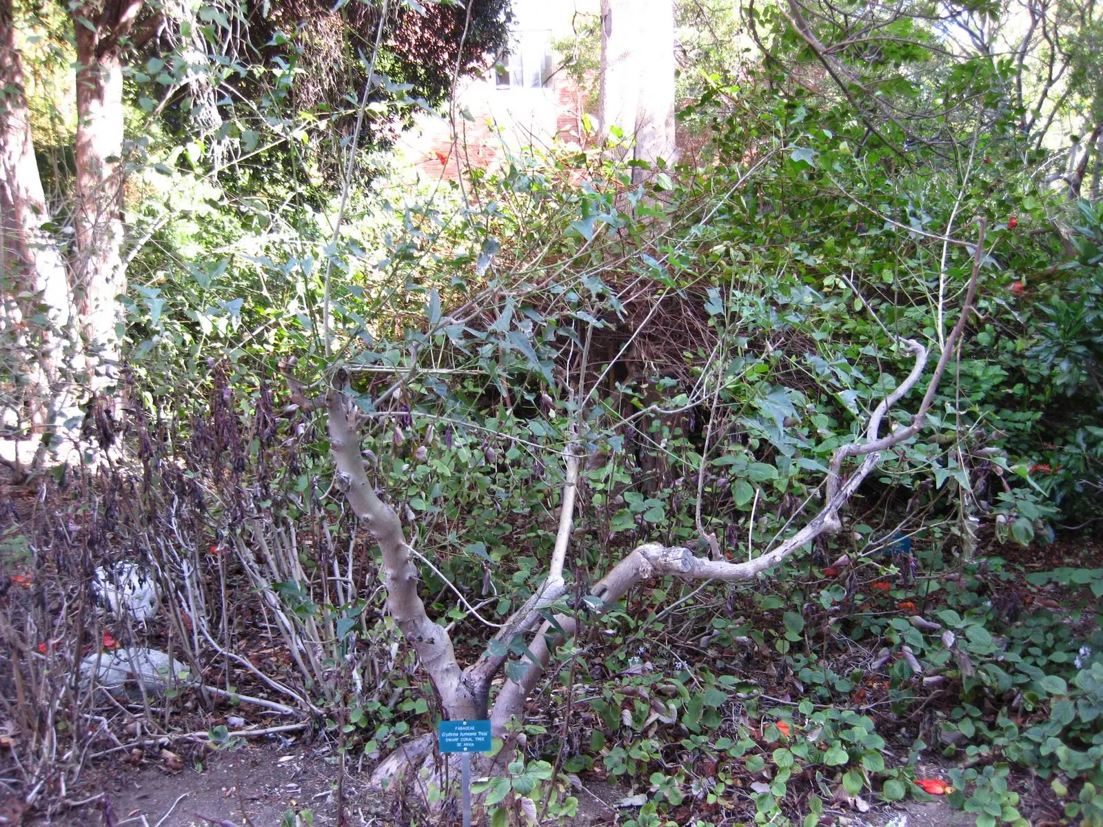 Natal Coral Tree (Erythrina Humeana) — Adaptable to USDA zones 9-11, it enjoys full sun and well-draining soil; these trees are relatively drought tolerant