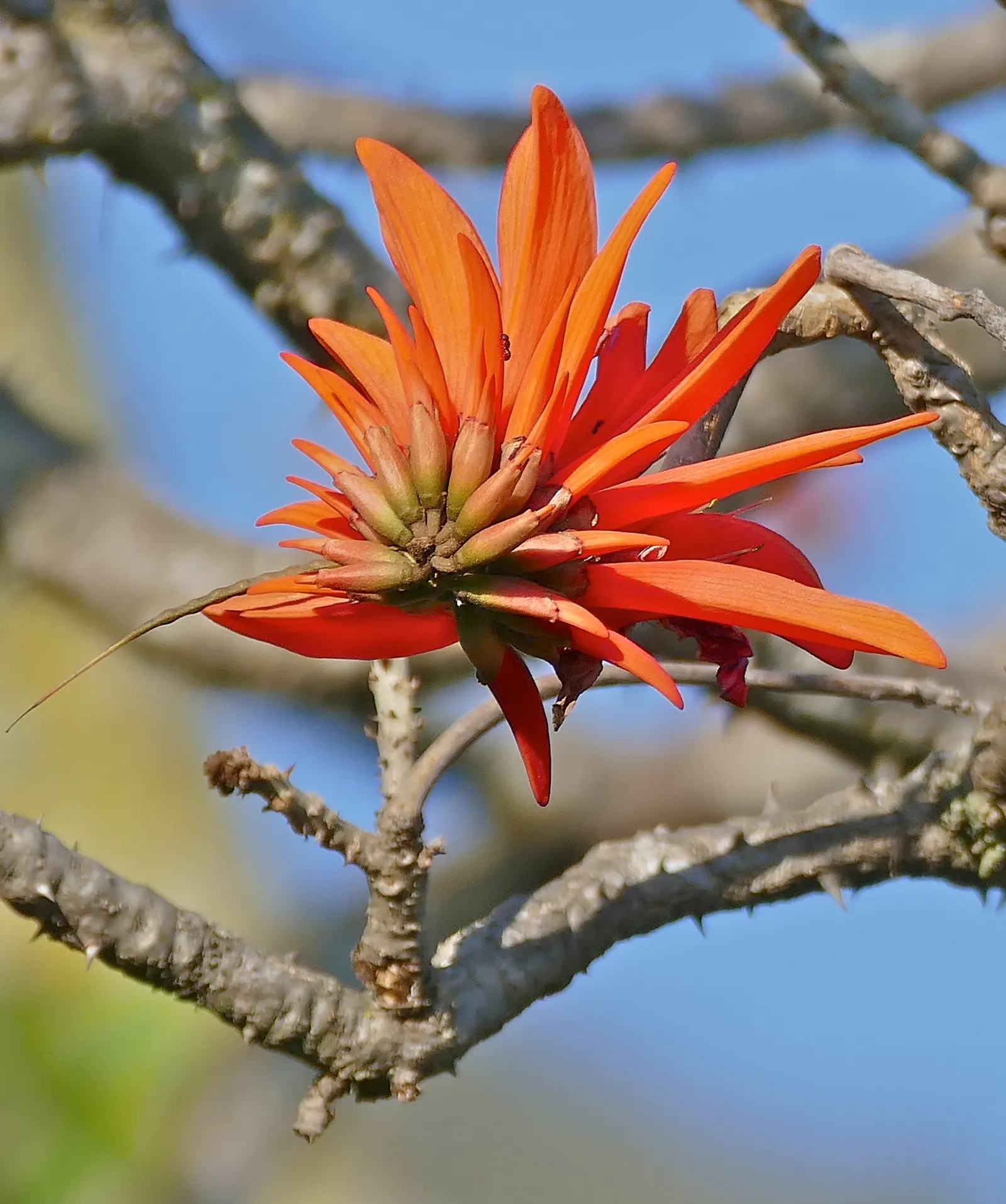 Natal Coral Tree (Erythrina Humeana) — resembling coral sea structures; tree for full