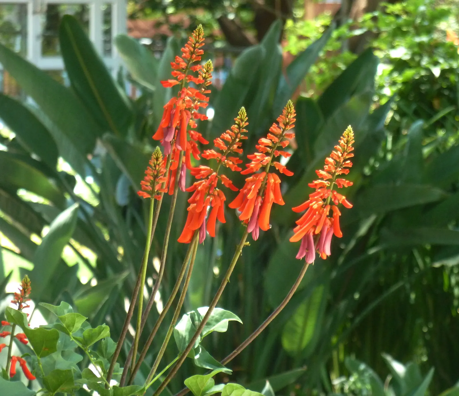 Natal Coral Tree (Erythrina Humeana) — Adaptable to USDA zones 9-11, it enjoys full sun and well-draining soil; these trees are relatively drought, image 47