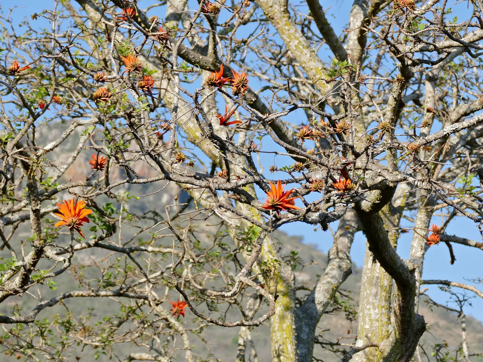 Natal Coral Tree (Erythrina Humeana) — with a comparable canopy spread; is a captivating specimen renowned for its prowess in adding vibrant splashes of color
