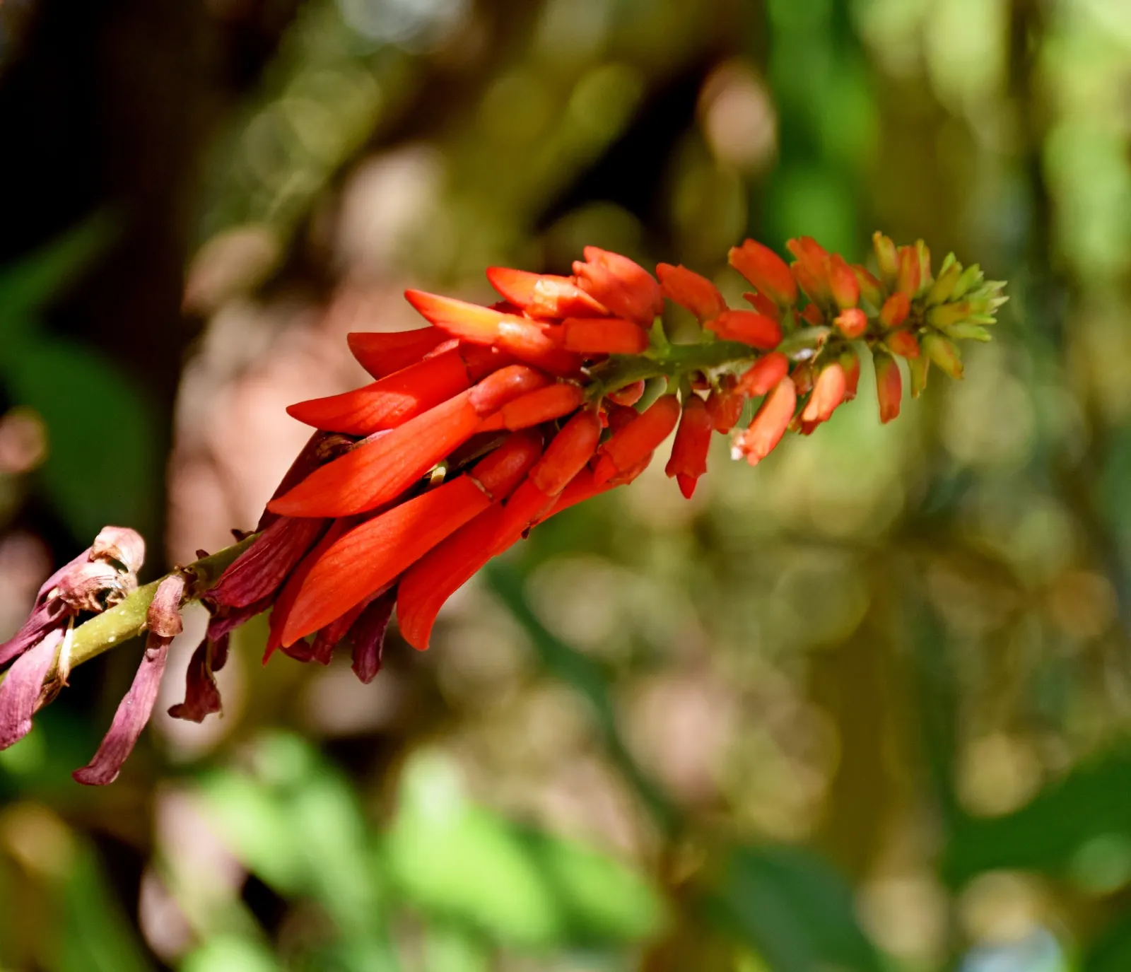 Natal Coral Tree (Erythrina Humeana) — These tubular blooms not only provide a visual feast but also attract an array of pollinators