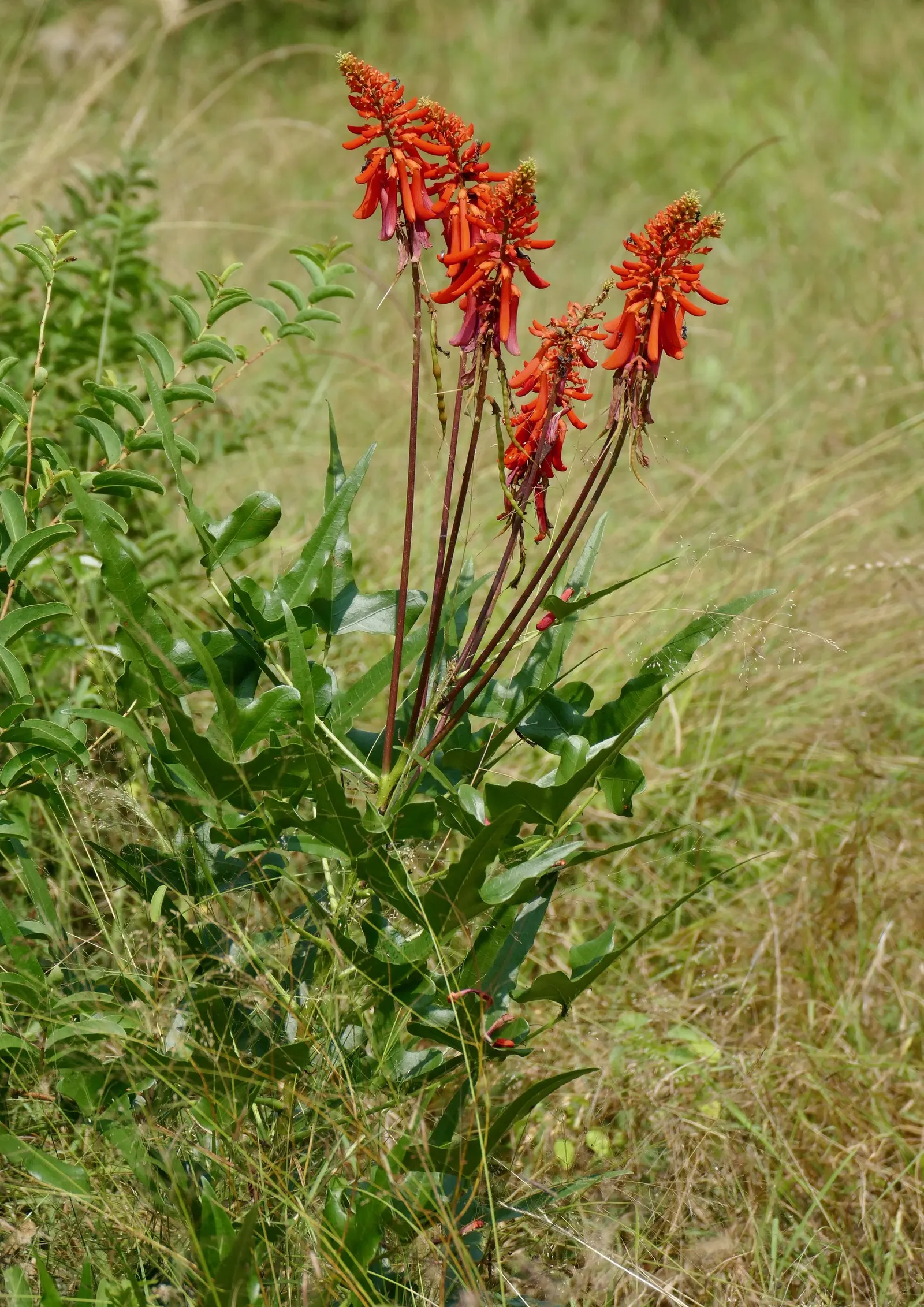 Natal Coral Tree (Erythrina Humeana) — tree with red blooms