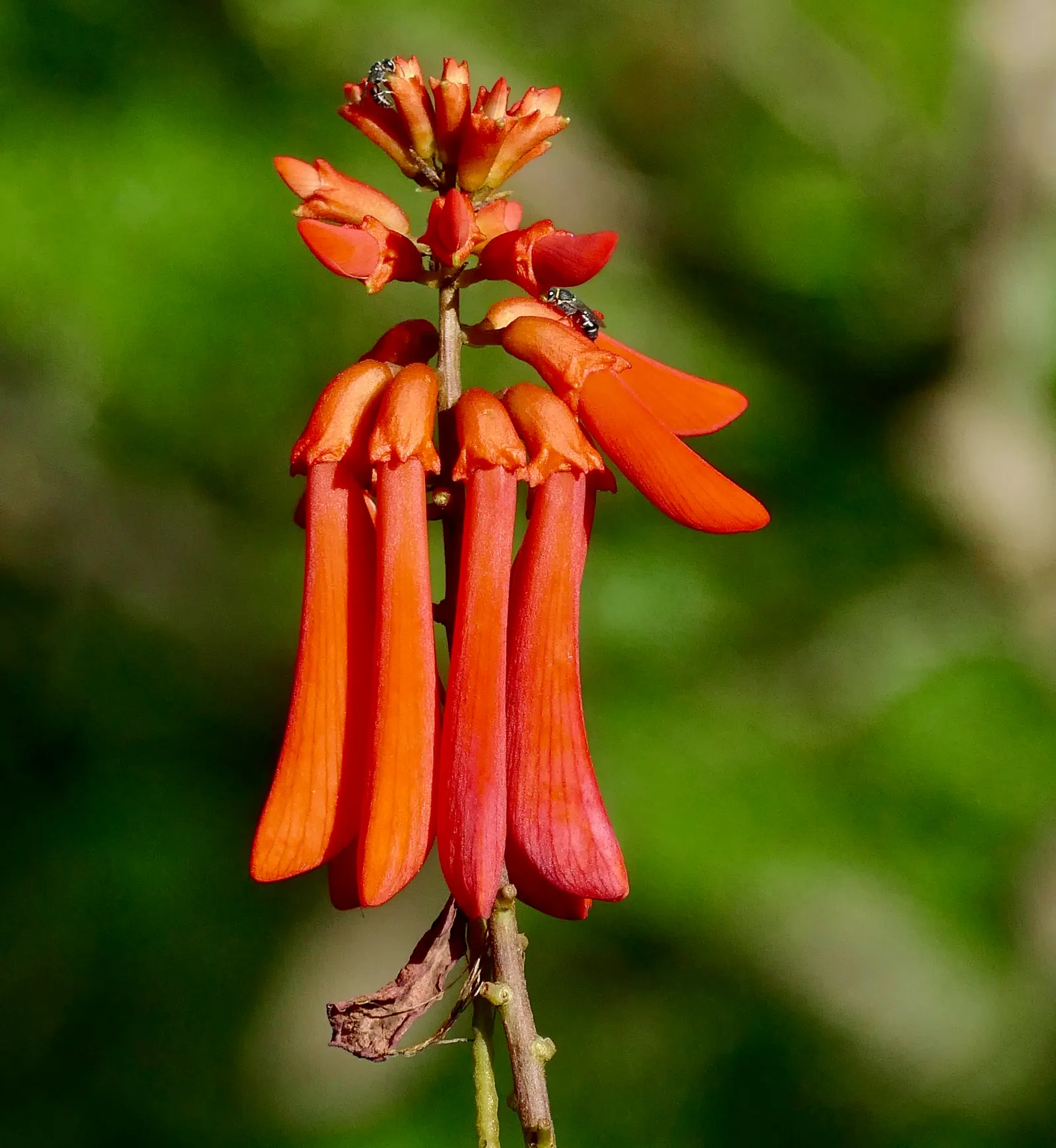 Natal Coral Tree (Erythrina Humeana) — The Natal Coral Tree (Erythrina humeana) is a vibrant, deciduous shrub reaching heights of 6-10 feet; with, image 45