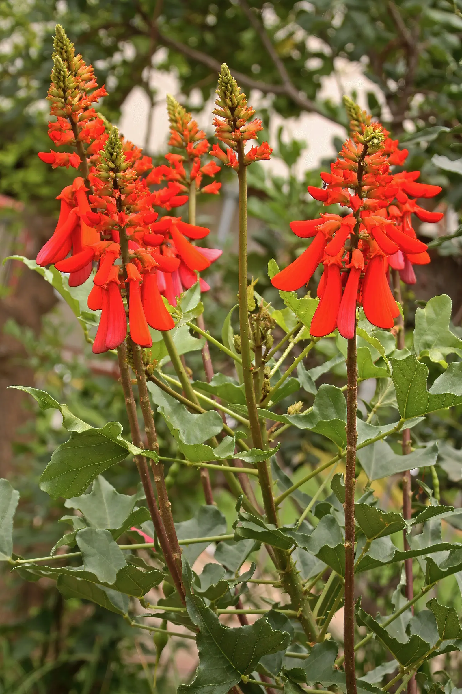 Natal Coral Tree (Erythrina Humeana) — that burst into bloom during summer and fall