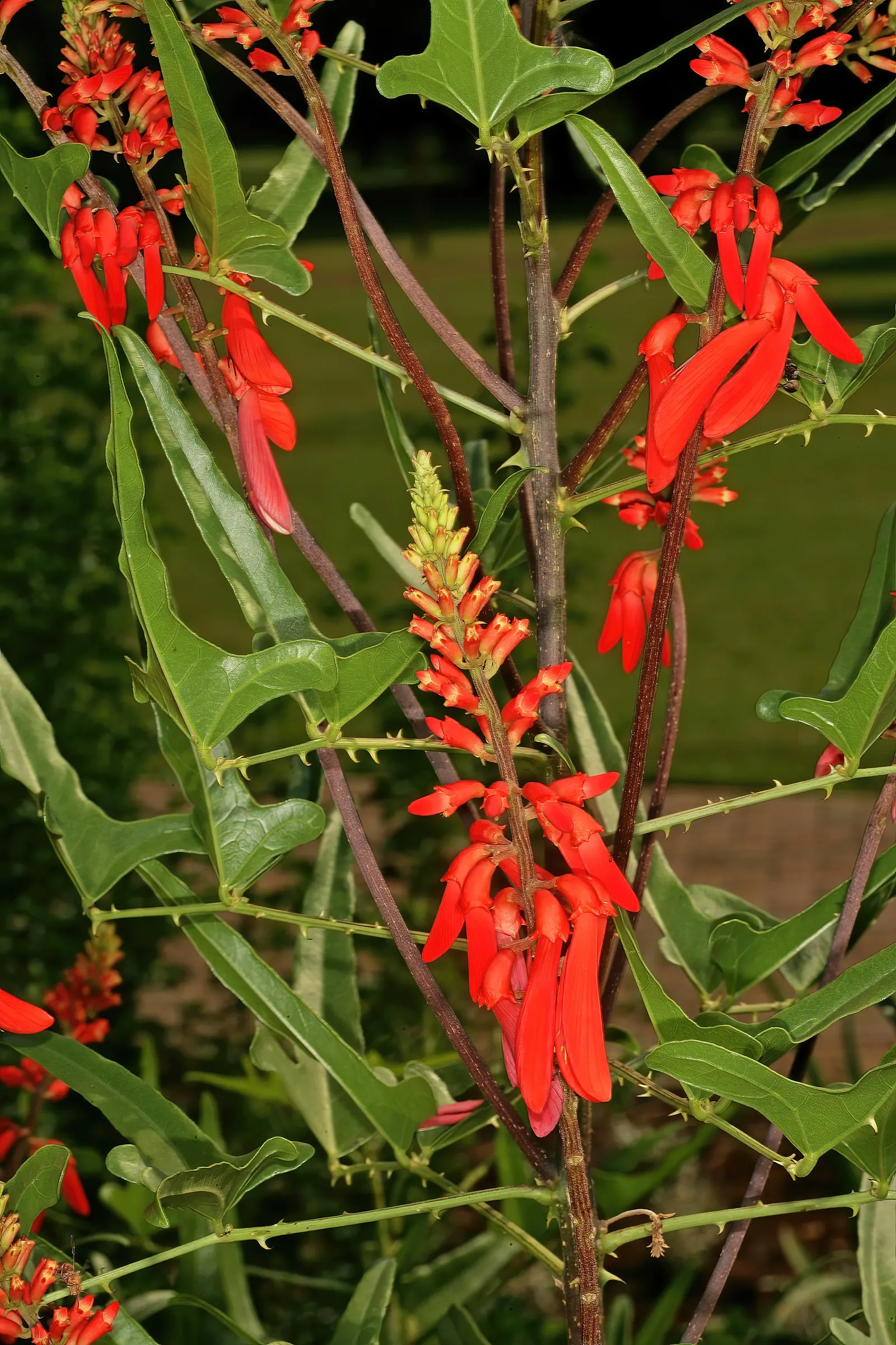 Natal Coral Tree (Erythrina Humeana) — its most striking feature is the stunning scarlet flowers