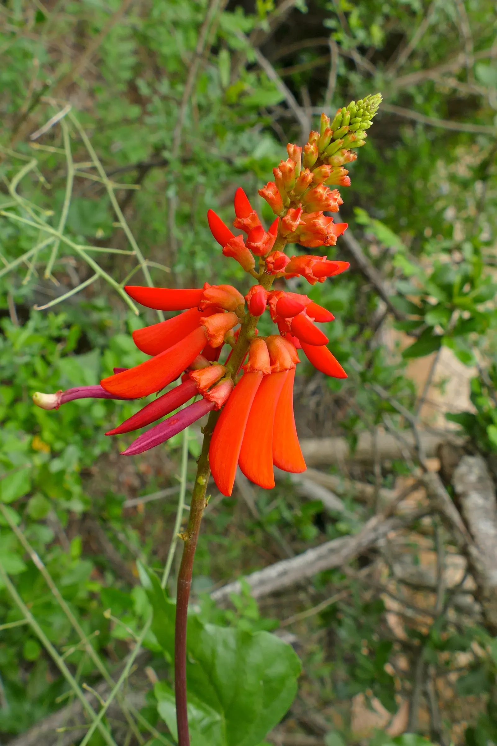 Natal Coral Tree (Erythrina Humeana) — this semi-deciduous tree thrives in USDA zones 9 to 11; the Natal Coral Tree (Erythrina humeana) is a vibrant, deciduous