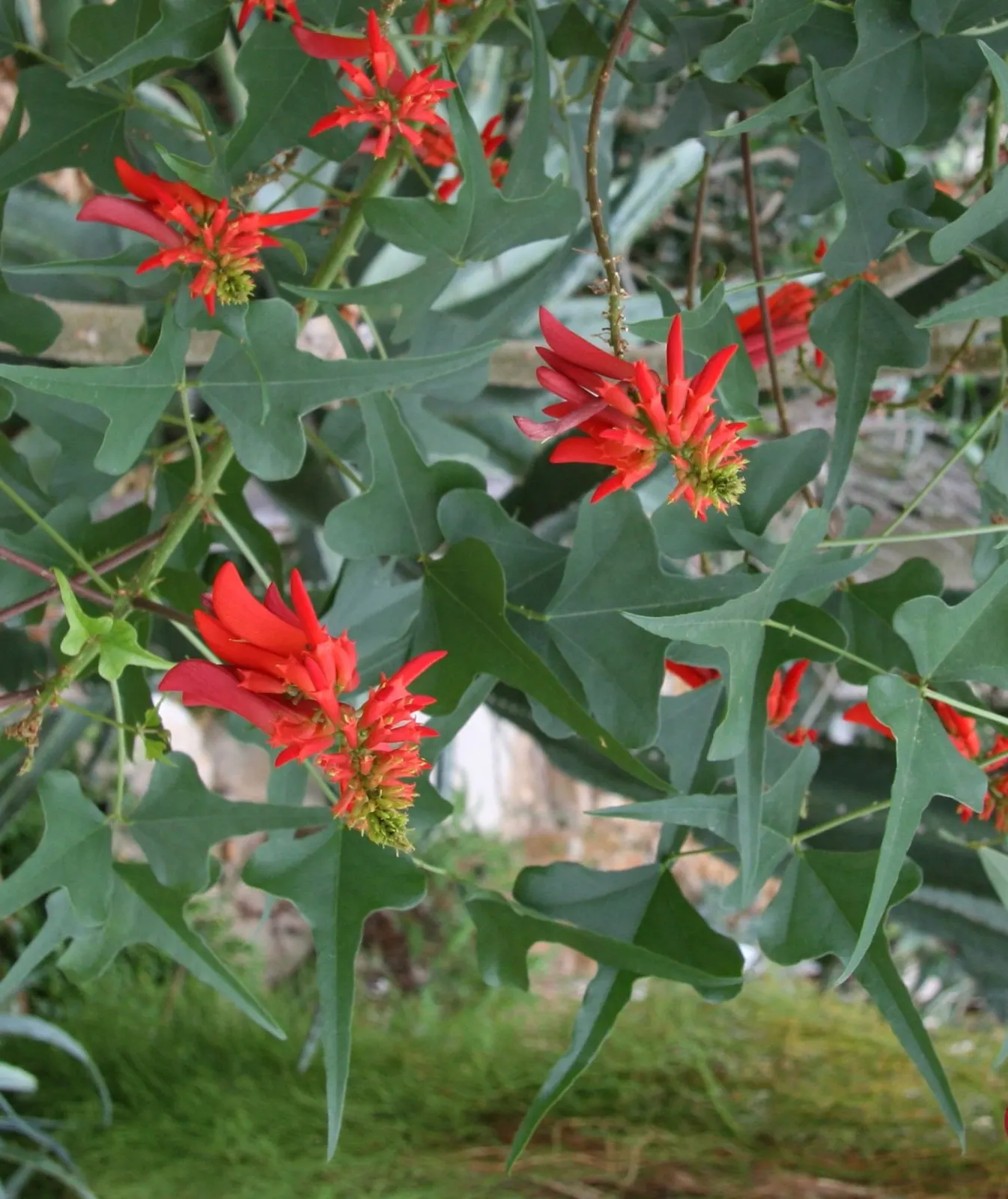 Natal Coral Tree (Erythrina Humeana) — including hummingbirds and butterflies