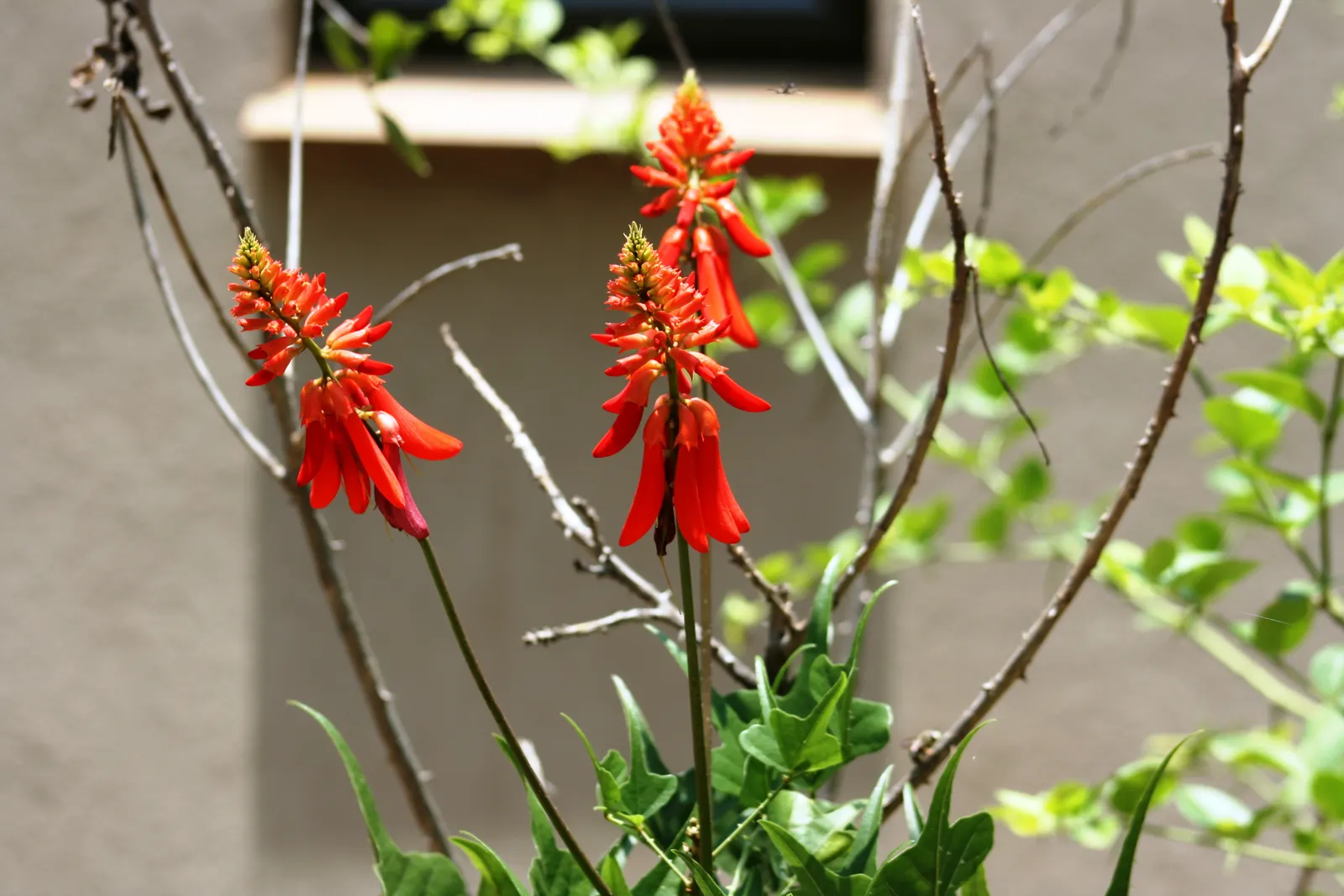 Natal Coral Tree (Erythrina Humeana) — is a captivating specimen renowned for its prowess in adding vibrant splashes of color to any landscape; an indigenous