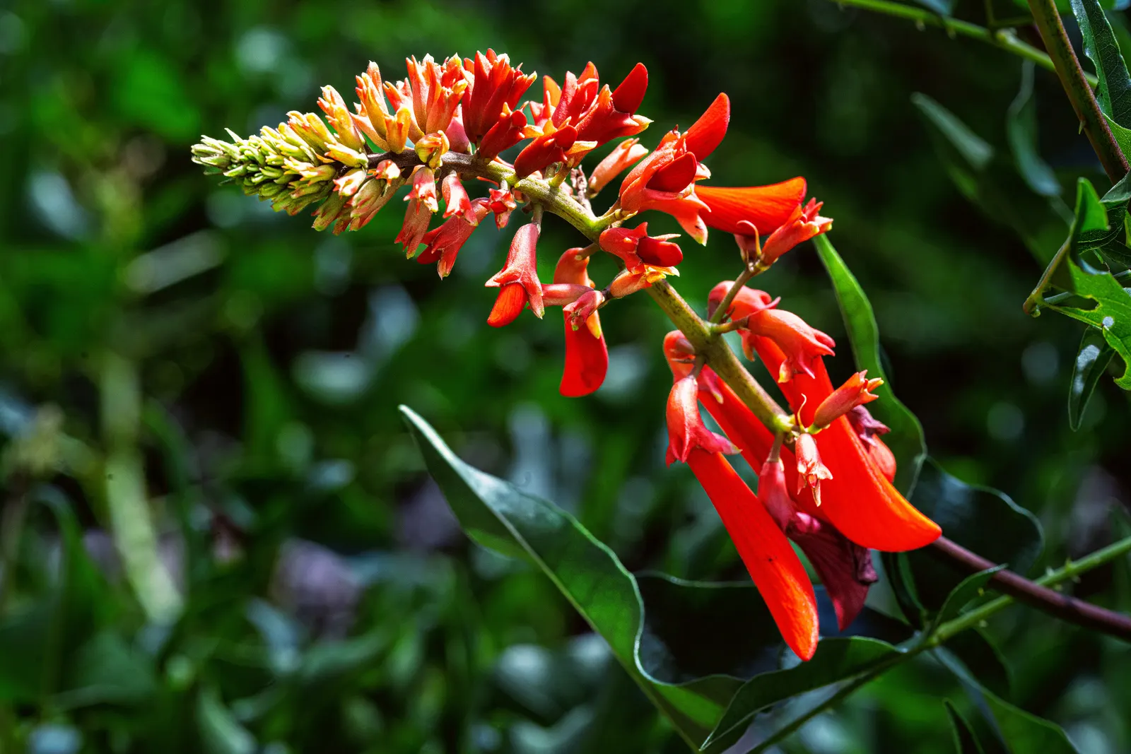 Natal Coral Tree (Erythrina Humeana) — Regular pruning maintains its compact shape; this semi-deciduous tree thrives in USDA zones 9 to 11