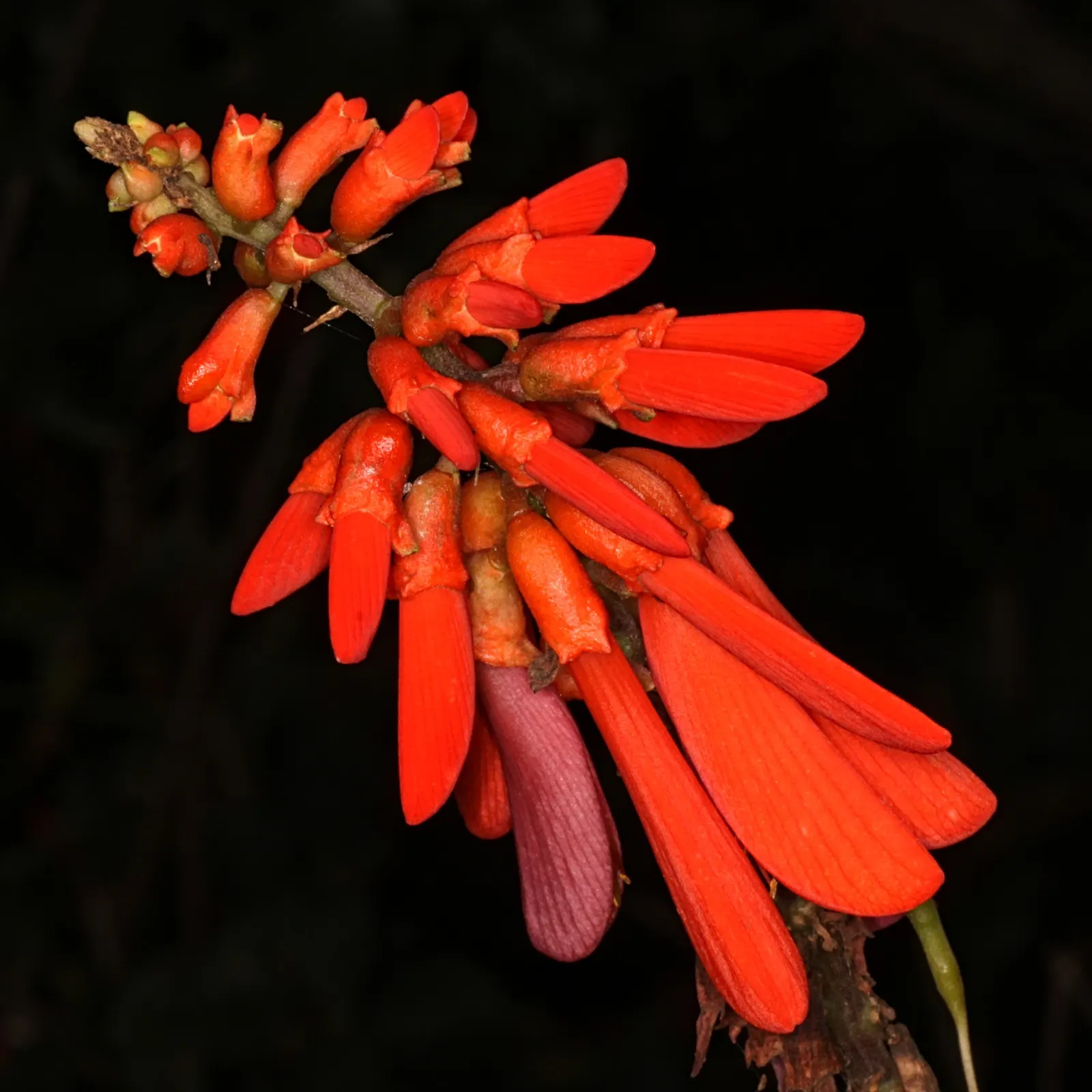 Natal Coral Tree (Erythrina Humeana) — Its striking, scarlet-red blooms appear in summer, resembling coral with their tubular shape; with a comparable canopy