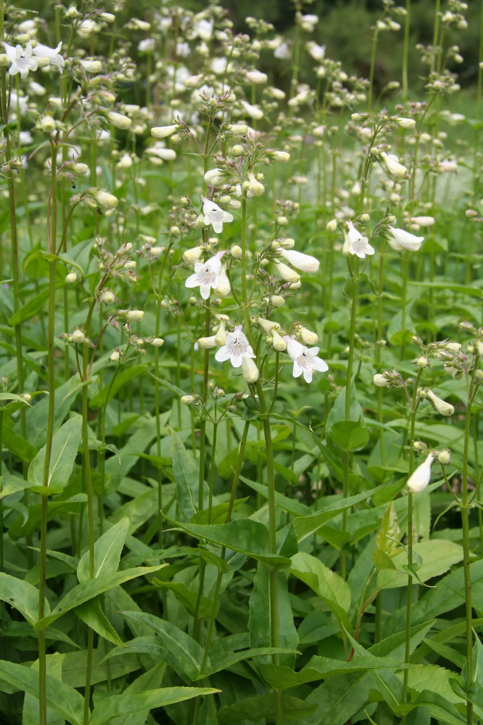 Foxglove Beardtongue (Penstemon Digitalis) — white flowers in the garden