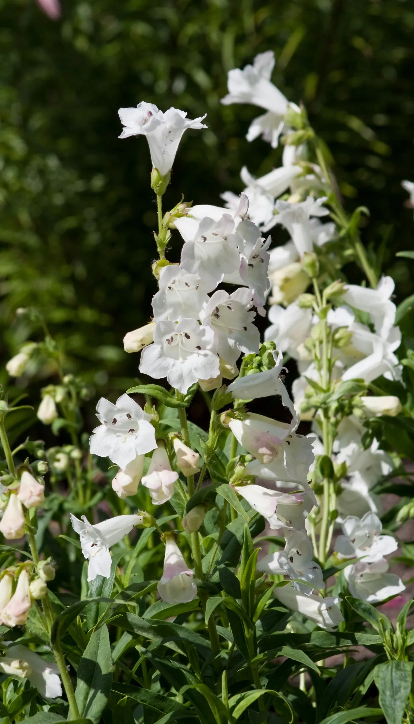 Foxglove Beardtongue (Penstemon Digitalis) — This hardy perennial features tubular white flowers, blooming in late spring to early summer