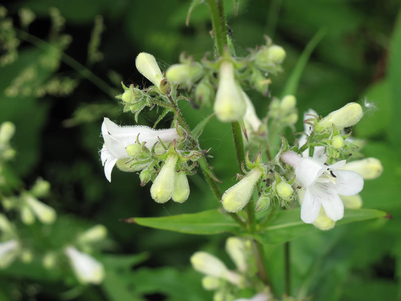 Foxglove Beardtongue (Penstemon Digitalis) — and basal leaves remain evergreen in milder climates.<br><br>For optimal growth