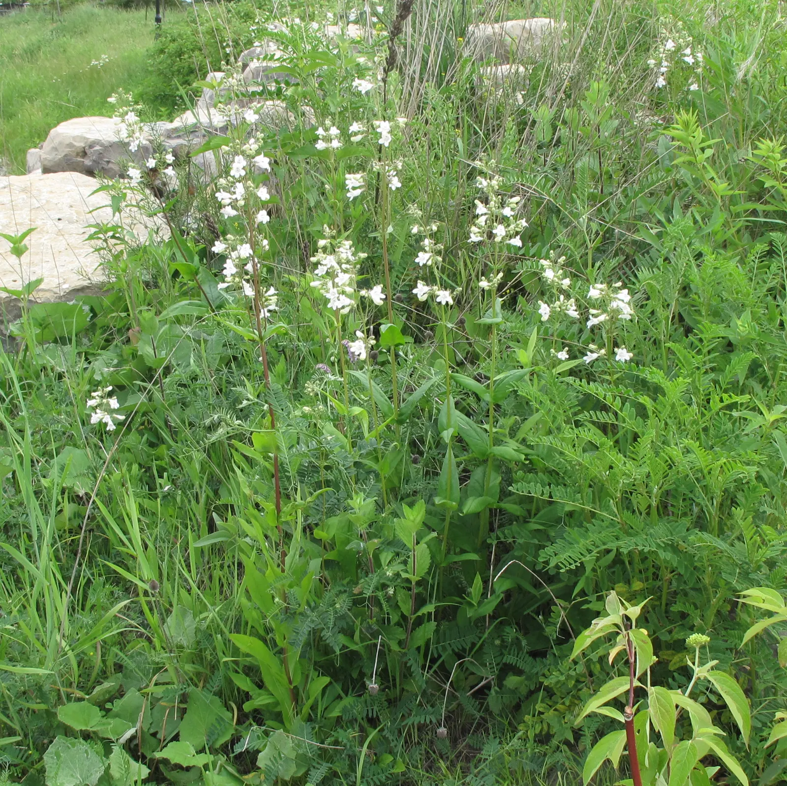 Foxglove Beardtongue (Penstemon Digitalis) — yet easy-care plant will find the Penstemon digitalis to be an astute choice for their garden
