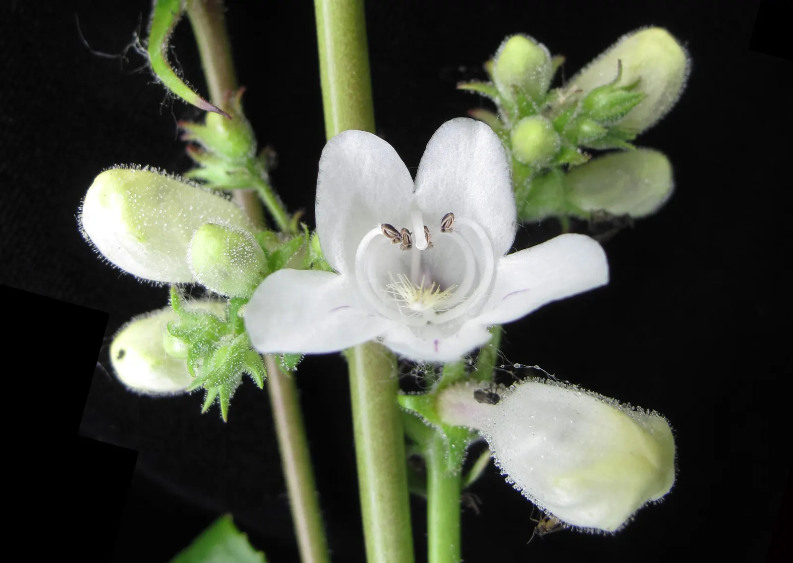 Foxglove Beardtongue (Penstemon Digitalis) — sometimes taking on a reddish hue in fall