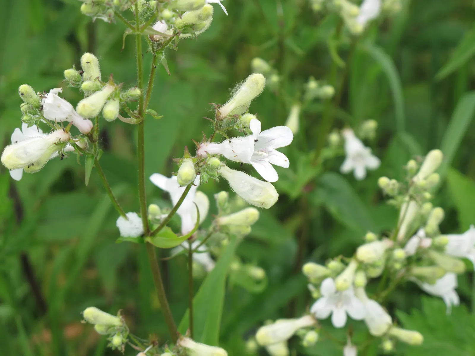 Foxglove Beardtongue (Penstemon Digitalis) — Well-suited for borders, the plant prefers full sun to part shade and well-drained soil